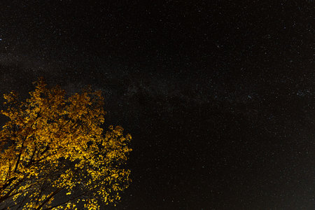 The yellow foliage of the tree against the background of the night sky.