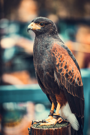 A vertical closeup shot of a hawk perched on a log