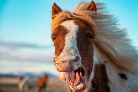 A white and brown Icelandic horse with an open mouthの写真素材