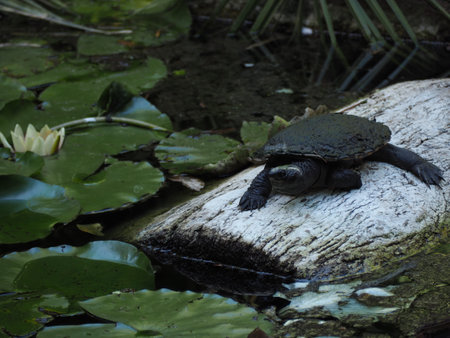 A turtle by the lake with lotus in the background