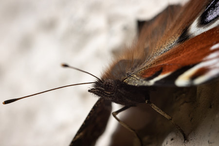 A macro shot of a brown butterfly with beautiful patternsの写真素材