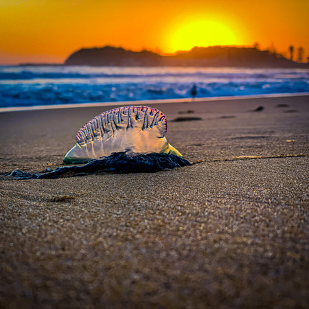 A closeup shot of a jellyfish on the beach in Australia during a sunriseの写真素材