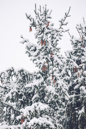 A closeup of trees covered in snow in the forest in Slovakiaの写真素材