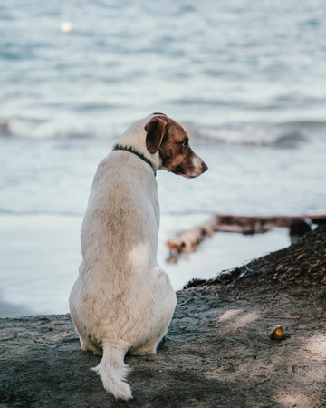 A cute white dog with a collar on the coast in Punta Mona, Costa Rica, Central Americaの写真素材