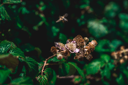 A shot of bee on the beautiful flower with blurred backgroundの写真素材