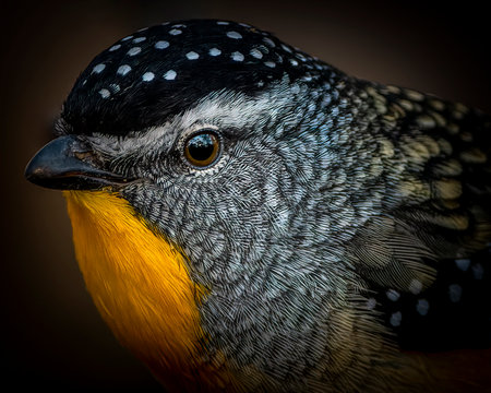 A closeup shot of a Spotted pardalote birdの写真素材