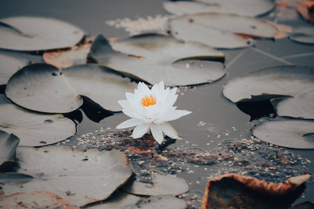 A water lily flower in a pondの写真素材