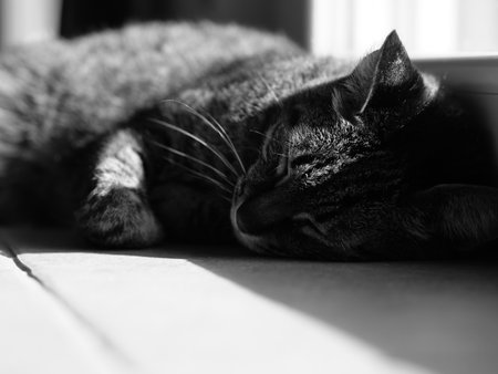 A grayscale shot of a cat sleeping under sunlightの写真素材