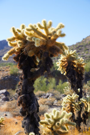 A vertical shot of wild cacti plants in