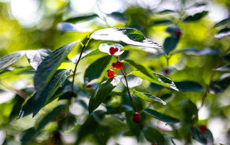 A selective focus shot of red wild berries growing on the tree