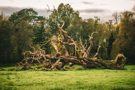 A bare fallen oak tree in a countrysideの写真素材