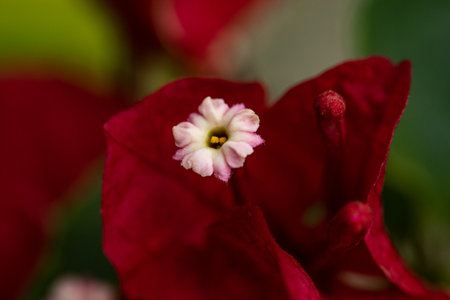 A closeup shot of a tiny pink flower coming out of red petals