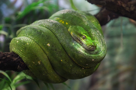 A green python on a tree branch in a forest