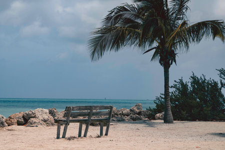 A beautiful view of a wooden bench on a beach with palm trees