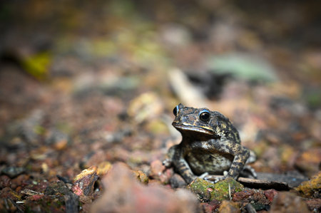 A cute Asian common toad frog on the ground