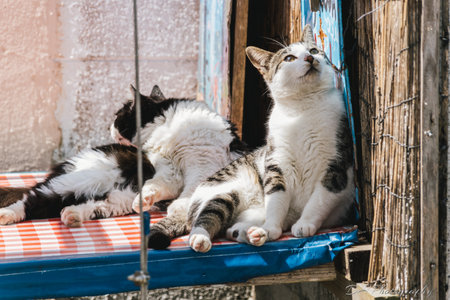 A closeup of two cute cats resting outdoors.の写真素材