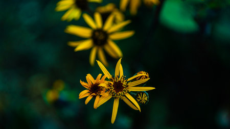 A closeup shot of yellow flowers on a blurred background
