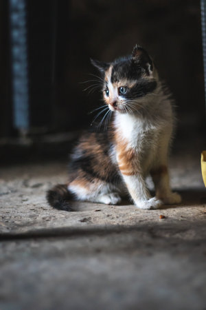 A vertical shot of a cute cat
