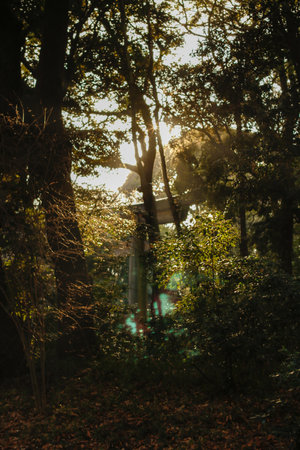A vertical shot of the rays of the sun covering the trees in a forest