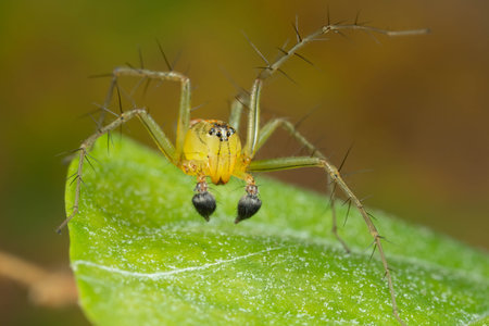 A closeup shot of a spider on the green leaf