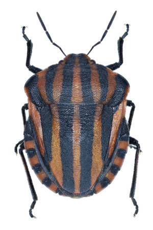 Bug species Graphosoma italicus, trivial name: Striped or Minstrel bug.