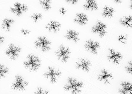 A top view of trees in snowの写真素材