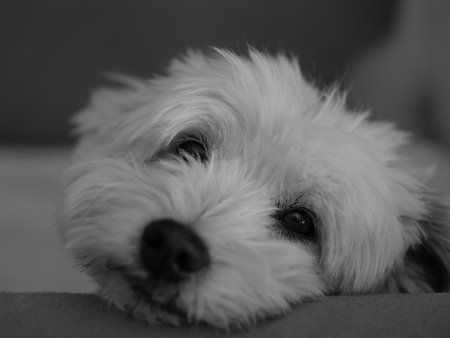 A grayscale shot of a cute Maltese dog looking at the cameraの写真素材