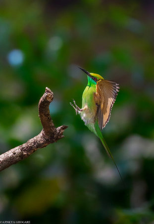 A shallow focus of an adorable bee-eater trying to land on the branch