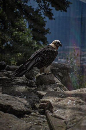 A closeup of a bearded vulture in the zoo park