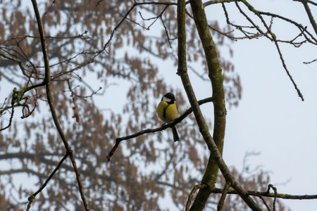 Yellow Great Tit on the branch of a tree with a blurry backgroundの写真素材