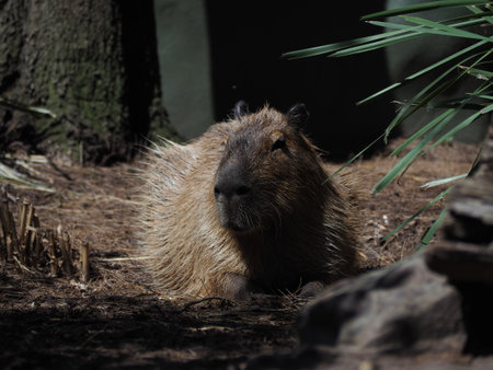 A closeup shot of north american river otter
