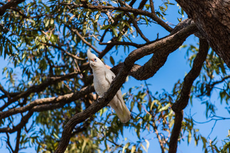 A white parrot on a tree branch