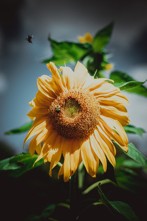 A vertical shot of a beautiful sunflower growing in a gardenの写真素材
