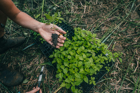 A worker potting a plant in the field in  Punta Mona, Costa Rica, Central America