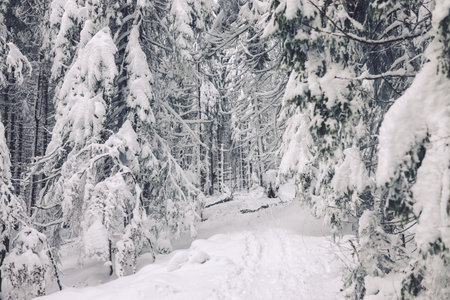A beautiful view of a winter landscape with trees covered in snow, Donovaly, Slovakia