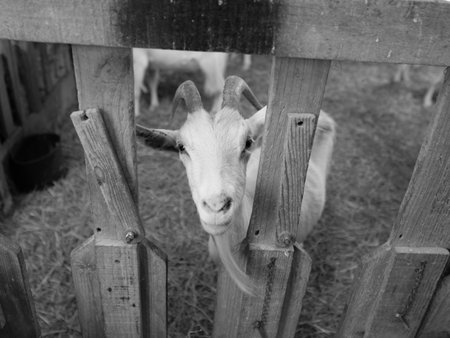 A grayscale shot of a goat looking at the camera behind a wooden fenceの写真素材