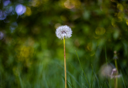 A shallow focus shot of a fluffy dandelion growing in the field