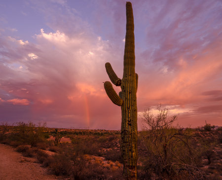 A mesmerizing shot of the pink sunset sky over the cactus plants growing in a desertの写真素材