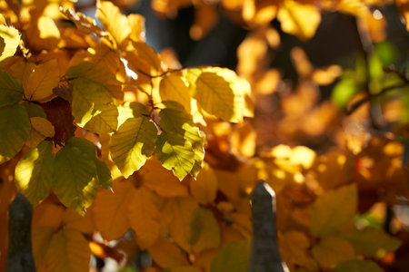 A selective focus shot of gorgeous autumn orange and yellow leaves on the trees in the forestの写真素材