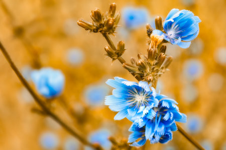 A closeup shot of beautiful blue Chicory flowers and buds growing in the gardenの写真素材