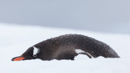 A closeup of a gentoo penguin lying on the ice in Antarctica with a blurry backgroundの写真素材