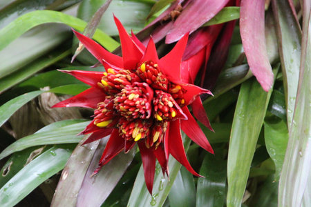 A closeup shot of a blooming red Guzmania floweの写真素材