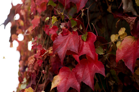 A selective focus shot of autumn leaves on the wall of bushes