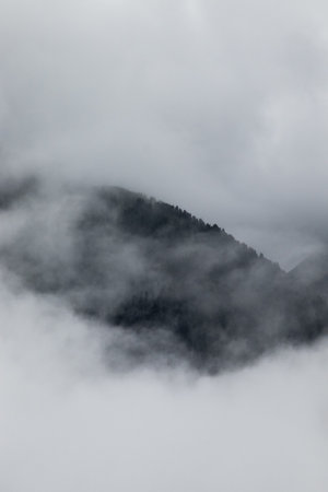 A vertical shot of a forest covered with fog