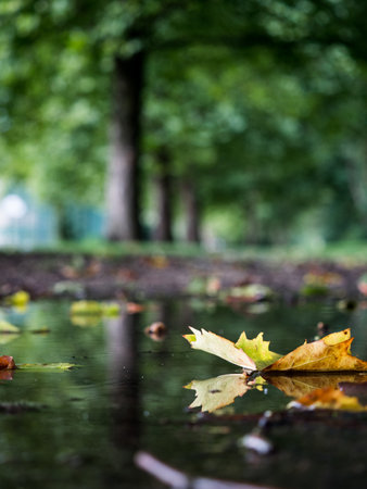 A vertical shot of autumn leaves after rain