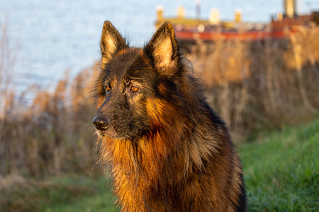 A closeup shot of a German Shepherd in the field under sunlight