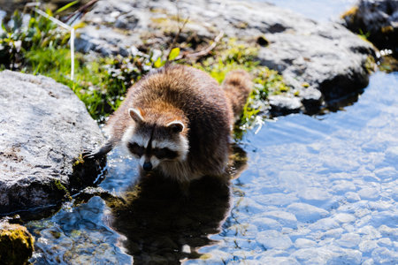 A closeup shot of a raccoon in the pondの写真素材