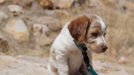 A closeup shot of a cute little puppy sitting on the groundの写真素材