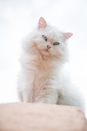 A vertical closeup shot of an adorable white angora cat with blue eyes