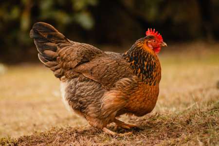 A closeup shot of a cute brown hen